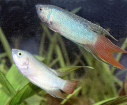 Paradise Fish pair