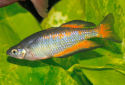 Click for more info on Parkinson's Rainbowfish
