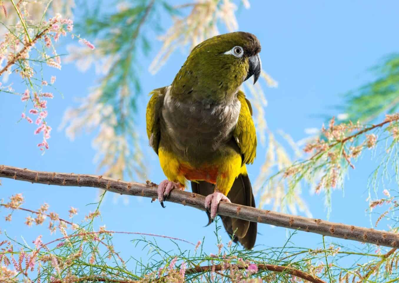 Patagonian Conure side view on the branch of the tree