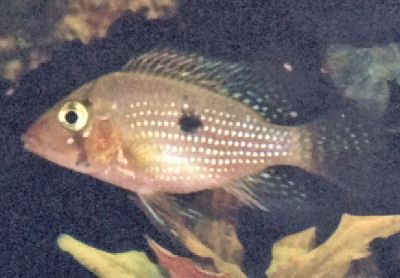 Pearl Cichlid, Geophagus brasiliensis, Pearl Eartheater, Mother-of-Pearl Eartheater