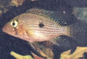 Click for more info on Pearl Cichlid