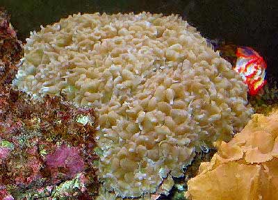 Pearl Bubble Coral, Octobubble Coral, Physogyra lichtensteini, also known as Pearl Coral and Small Bubble Coral
