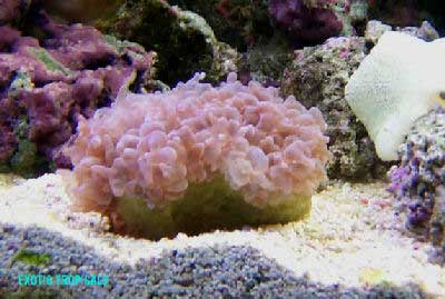 Pearl Coral, Pearl Bubble Coral, Octobubble Coral Plerogyra flexuosa