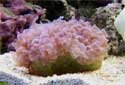 Click for more info on Pearl Coral
