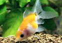 Click for more info on Pearlscale Goldfish