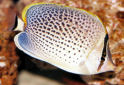 Click for more info on Peppered Butterflyfish