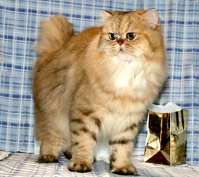 Persian Cat - Golden, Persian Longhair, Longhair Cat