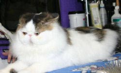 Persian Cat, Tabby
