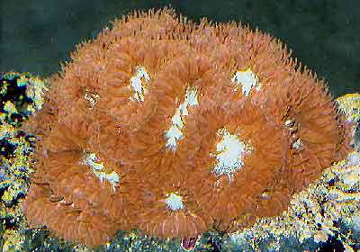 Pineapple Coral, Blastomussa merleti, also known as the Blastomussa Coral, Pipe Blastomussa, Branched Cup Coral, and Blasto Merleti