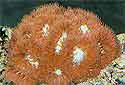 Click for more info on Pineapple Coral