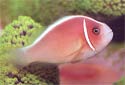 Click for more info on Pink Skunk Clownfish