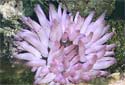 Pink-Tipped Anemone