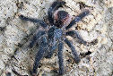 Click for more info on Pink-toed Tarantula