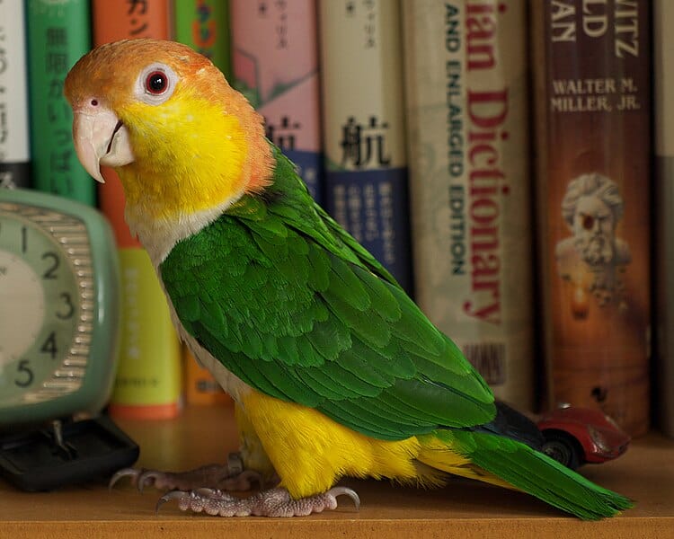 Yellow-thighed Caique