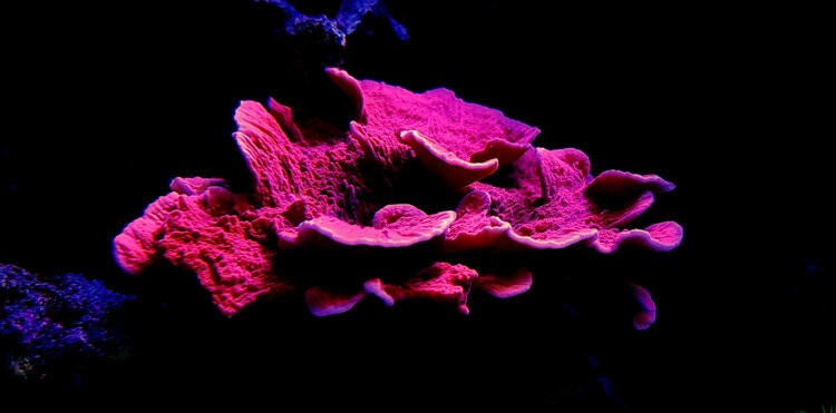 Plating-Montipora-Coral