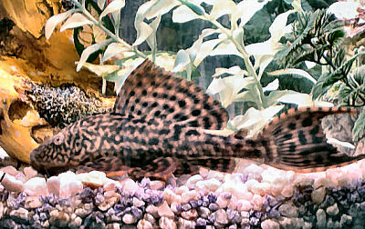 Pleco, Plecostomus, Hypostomus Plecostomus, Suckermouth Catfish