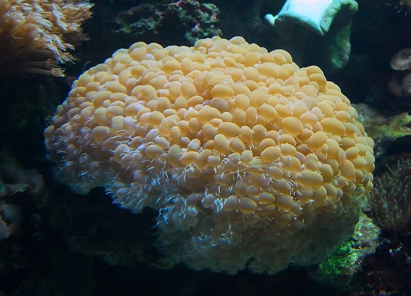 Pearl Bubble Coral