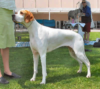 Pointer Picture, also called English Pointer