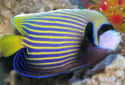 Click for more info on Emperor Angelfish