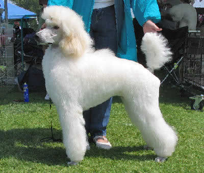 Standard Poodle Picture