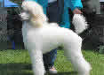 Click for more info on Poodle