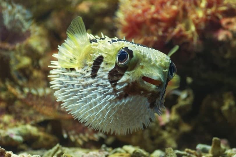 Porcupine-Puffer-Fish
