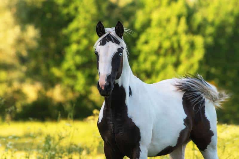Portrait of american paint horse in summer