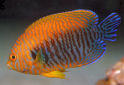 Click for more info on Potter's Pygmy Angelfish