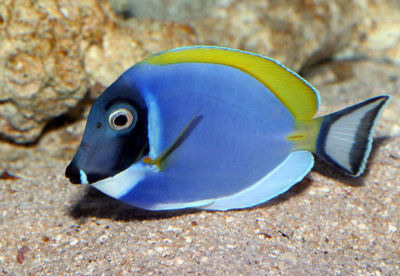 Picture of a Powder Blue Tang - Acanthurus leucosternon