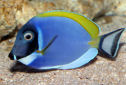 Click for more info on Powder Blue Tang