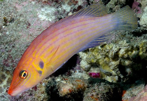 Eight-Lined Wrasse