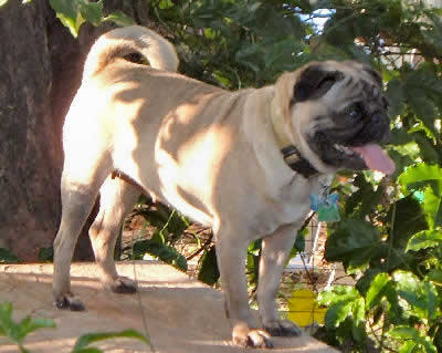 Pug Picture, also called Chinese Pug, Carlin, Mops and Puggu