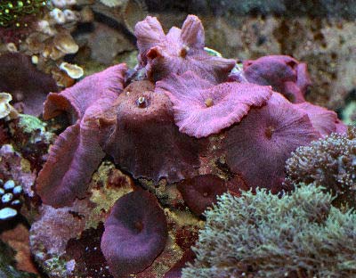 Purple Mushroom, Mushroom Coral or Green Mushroom, Actinodiscus nummiforme
