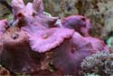 Click for more info on Purple Mushroom