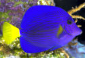 Click for more info on Purple Tang