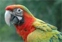 Click for info on the Quatro Macaw