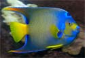 Click for more info on Queen Angelfish