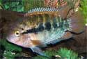 Click for more info on Rainbow Cichlid