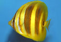 Click for more info on Rainford's Butterflyfish