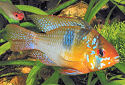 Click for more info on Ram Cichlid