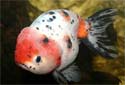 Click for more info on Ranchu Goldfish