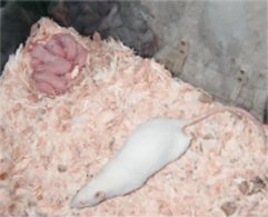 Snowflake and her babies
