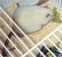 Picture of a Fancy Rat, "Vanilla"