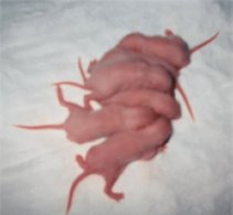 Snowflake's newborn rat babies