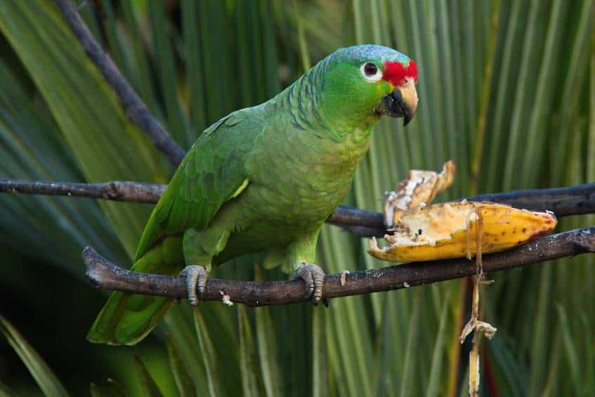 Red-Lored Amazon Parrot eating