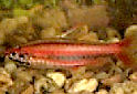 Click for more info on Coral Red Pencilfish 