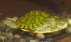 Picture of a baby Red Eared Slider