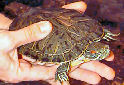 Click for more info on Red-eared Slider