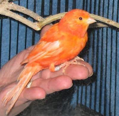 Picture of a Red Factor Canary