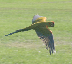 Red-fronted Macaw 'Polo' is stretching her wings!
